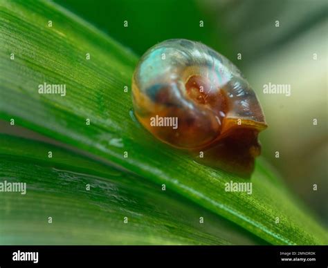 A Freshwater Snail Known As Biomphalaria A Disease Vector Of Parasitic