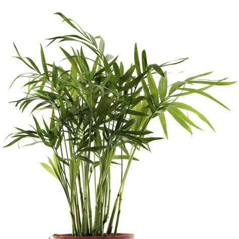 Growing Palms Indoors Learn About Bamboo Palm Care Backyard Garden