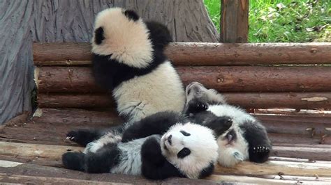 Three Insanely Cute Panda Cubs Crawl And Tumble Over Each Other In Chengdu China Panda Bear