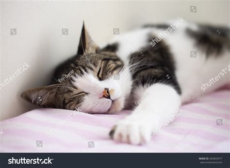Cat Stock Photo 420954577 Shutterstock