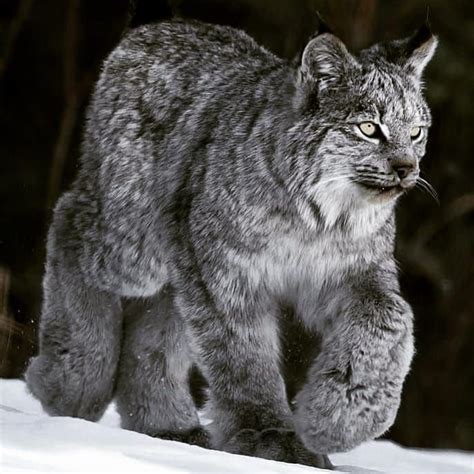 We simply believe, these ears looks elegant and really beautiful. beautiful Canadian lynx 😍 The Canada lynx is a medium ...