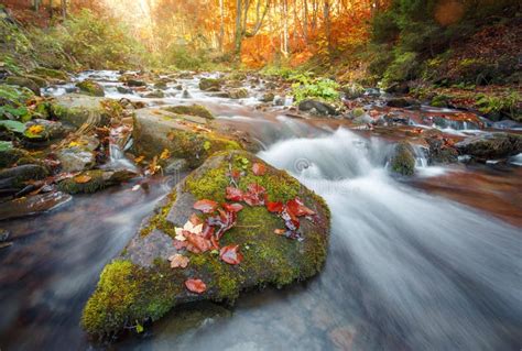 Autumn Forest Mountain Stream Beautiful Rocks Covered With Moss