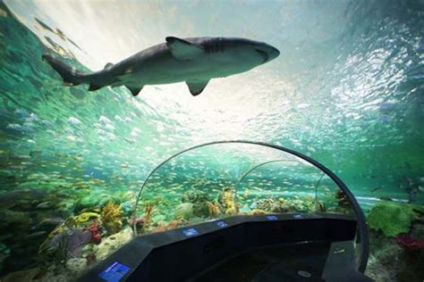 Tennessee Aquarium Offers College Students Half Price Admission