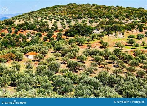 Olive Grove In Kalamata Peloponnese Region Stock Image Image Of