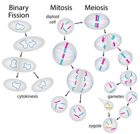 Mitosis Vs Meiosis Ck 12 Foundation
