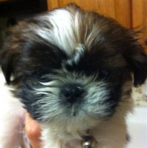 We pair breeders with you. ***Maltese/Shih Tzu Puppies Due In May*** for Sale in ...