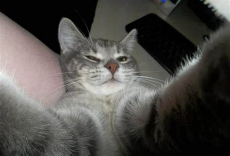 Cats Taking Selfies 18 Photos Funcage