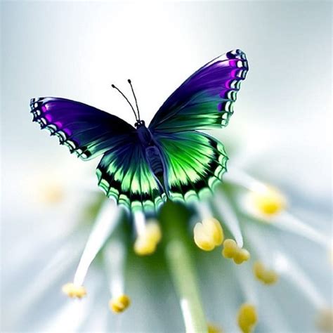 مجموعه‌ عکس پروانه‌ های زیبا مناسب برای پروفایل ستاره