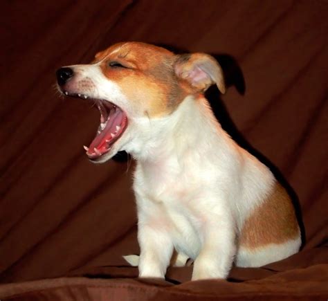 Why Do Dogs Yawn Does It Always Mean Doggie Boredom