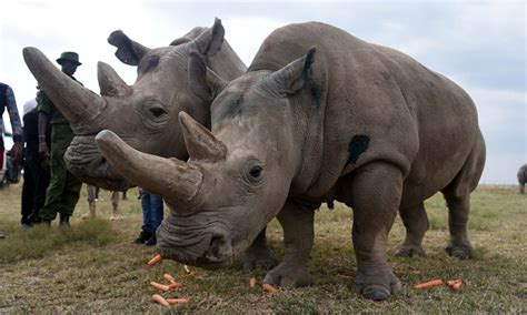 Kenya Says 3 Northern White Rhino Embryos Created To Save Iconic
