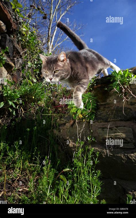 Pouncing Cat Hi Res Stock Photography And Images Alamy