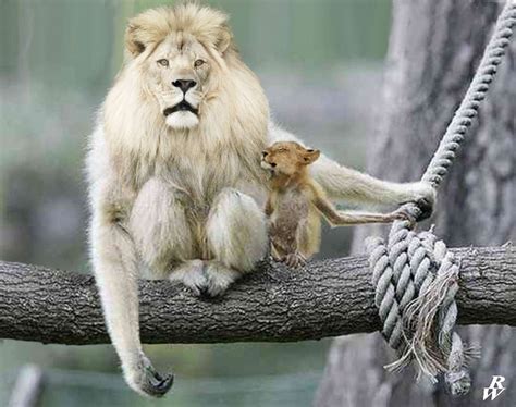 Royal Monkey Lion By Dwarf4r On Deviantart Funny Animal Pictures