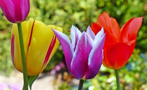 1920x1200 Wallpaper Red Yellow And Purple Tulips Peakpx