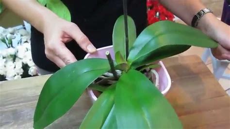 Cómo Cuidar Orquideas Phalaenopsis Youtube
