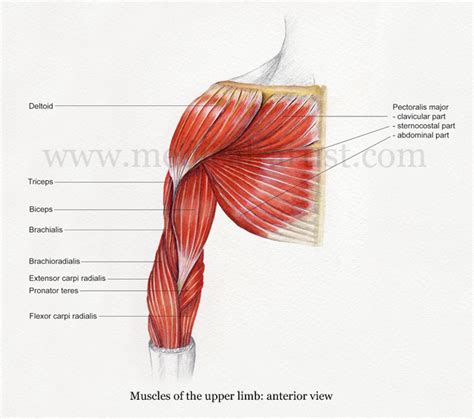 Muscles of back, chest, and arm. 301 Moved Permanently