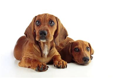 Digital art, colorful, minimalism, abstract, white background. Two Dachshund Puppy on a White Background - YouTube