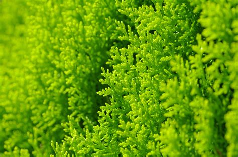 Biota Orientalis Herbs Plants Green