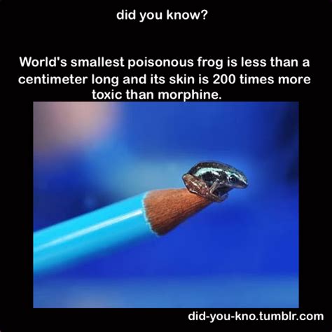 did you know fun facts wtf fun facts weird facts kulturaupice