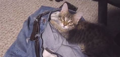 Watch What Happens When A Man Caught His Cat Stealing