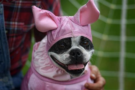 70 Of The Cutest Funniest Halloween Pet Costumes