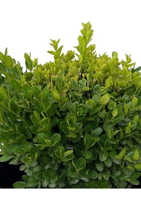 5 Buxus Sempervirens Green Towercolumnar Boxwood