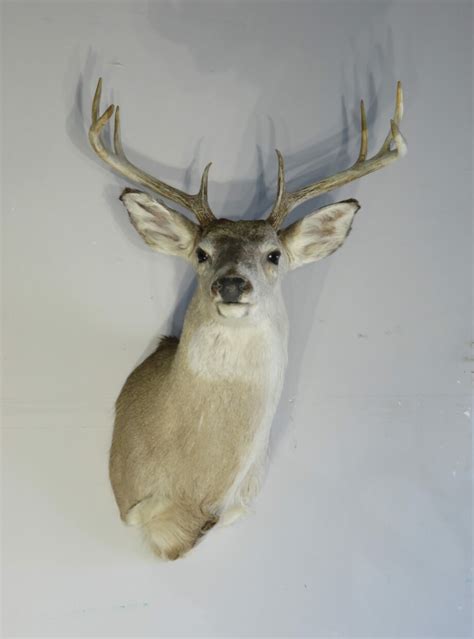 Whitetail Taxidermy Mount For Sale W 140s Mounts For Sale
