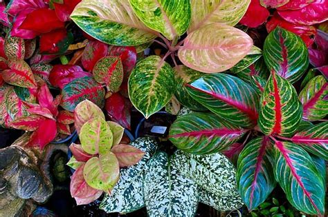 Aglaonema Care Guide A Low Maintenance House Plant Growfully