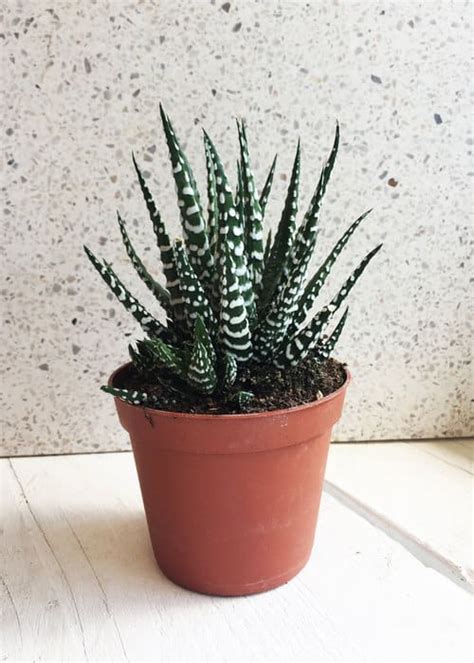 We also include growing and care tips for each of them. Cat Friendly Indoor Plants | Ultimate Guide - Indoor ...