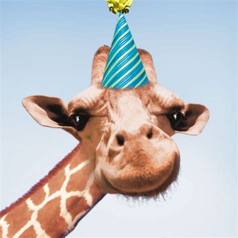 Giraffe In Party Hat Funny Birthday Card Greeting Cards Hallmark