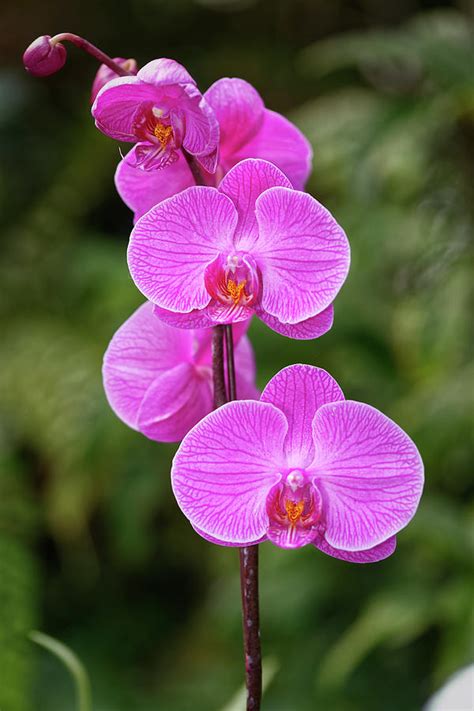 Beautiful Pink Orchid Flower Photograph By Mohamed Abdelrazek Fine