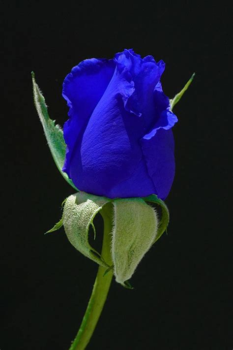 Blue flower arrangements are created both naturally and artificially. 179 best blue rose images on Pinterest | Blue roses, Blue ...