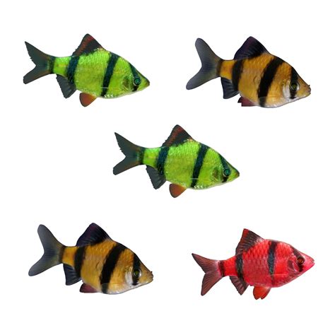 Glofish Tiger Barb For Sale 5 Pack Assorted Petco