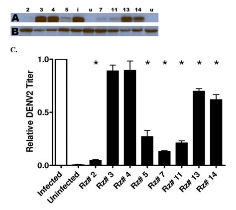 Northern Hybridization Analysis Of Denv 2 Replication In Cells