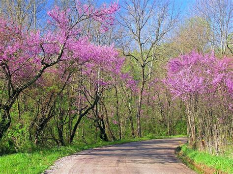 Spring Photography 5x7 Country Road Inspirational Nature Art
