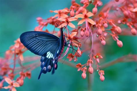 Mariposa Negra En Las Flores K Descarga De Fondo De Pantalla