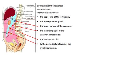 Easyhumanatomy Summary Of Lesser Sac Lecture Note