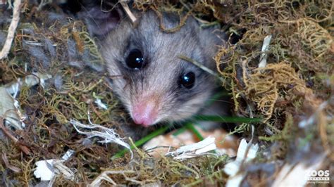 Lights Off For Mountain Pygmy Possums Youtube