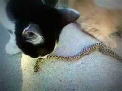 Chasing bugs is a lot more fun than a feather tied to a stick or a ball with a bell inside. cats eat snake - YouTube