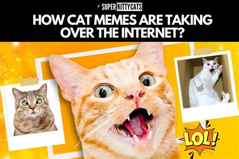 From Whiskers To Wonders How Cat Memes Are Taking Over The Internet