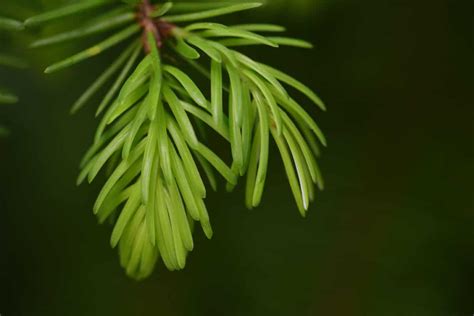 Free Picture Flora Nature Winter Tree Leaf Evergreen Conifer Branch