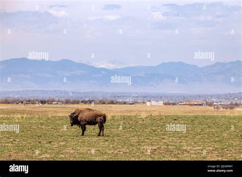 Buffalo At Rocky Mountain Arsenal National Wildlife Refuge Colorado