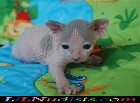 sphynx cat with dwarfism cat meme stock pictures and photos