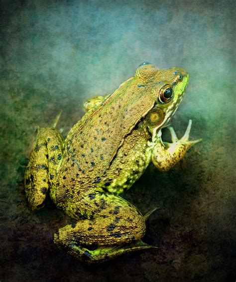 Green Frog Portrait Photograph By Carolyn Derstine Fine Art America