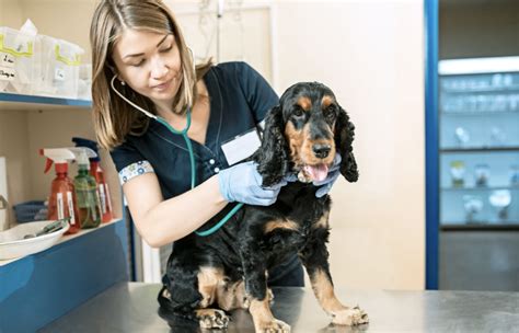 List Of Most Common Diseases In Dogs Symptoms Treatment 2024