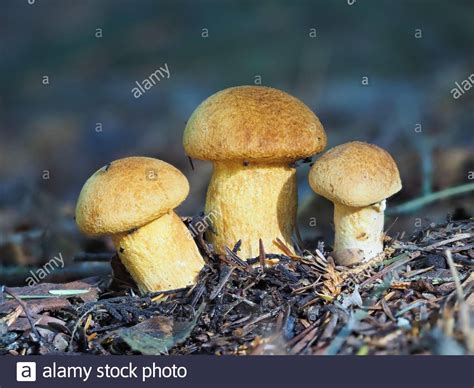 Three Yellow Bolete Fungi Covered In Flies Stock Photo Alamy