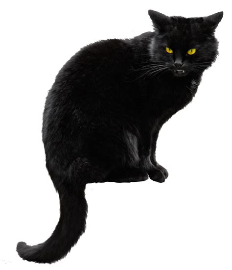 Black Cat Png Hd Transparent