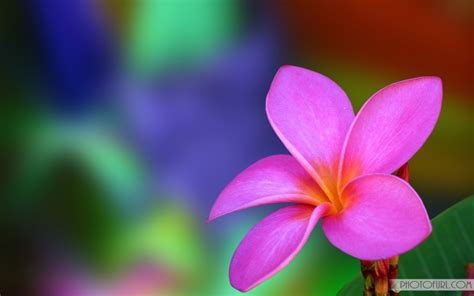 Find & download free graphic resources for flower wallpaper. The Most Beautiful And Colorful Flowers Wallpapers For ...