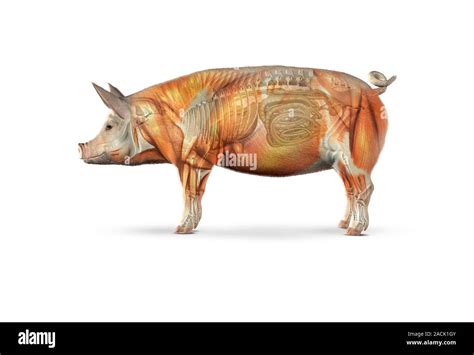 Pig Anatomy Artwork Showing The Internal And External Anatomy Of The