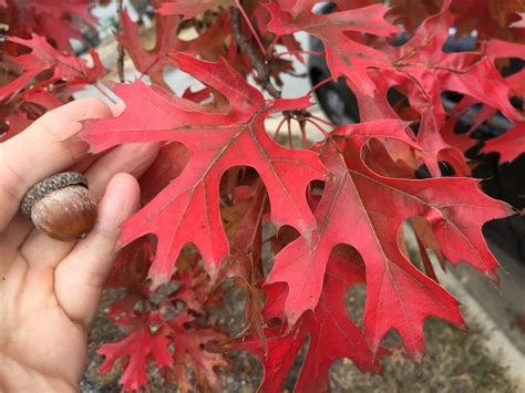 Quercus Coccinea Black Oak Scarlet Oak North Carolina Extension