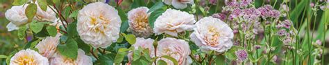 Roses Suitable For Zones 4 To 5 David Austin Roses